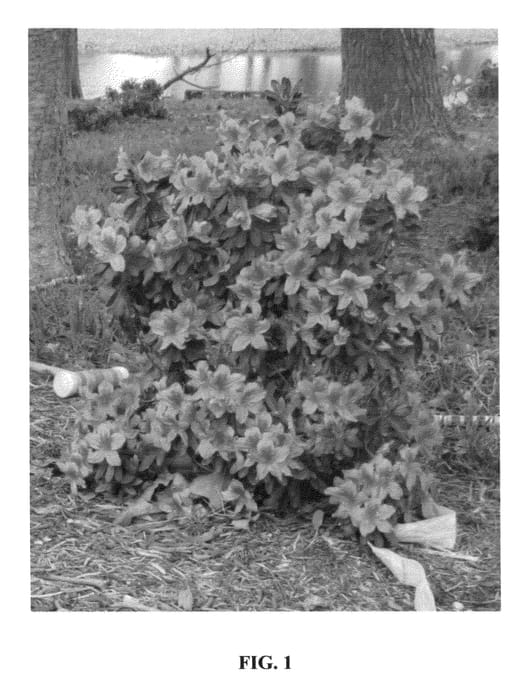 Figure 1 of US plant patent PP26883, the photograph of AZ 56 printed in the patent.