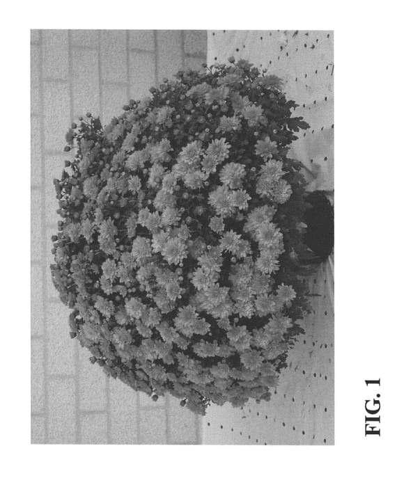 Figure 1 of US plant patent PP26884, the photograph of Zanmupumpkin printed in the patent.