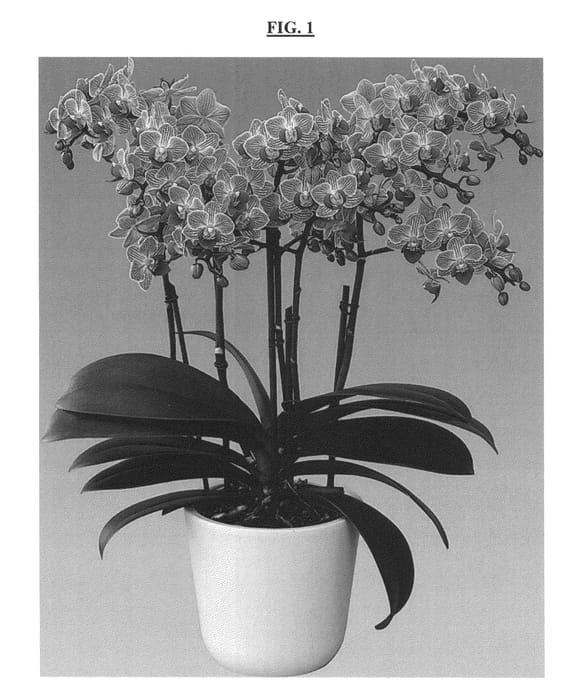 Figure 1 of US plant patent PP26885, the photograph of Birdie printed in the patent.