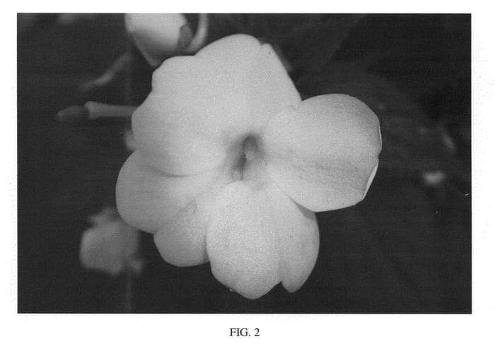 Figure 2 of US plant patent PP26886, the photograph of SAKIMP036 printed in the patent.