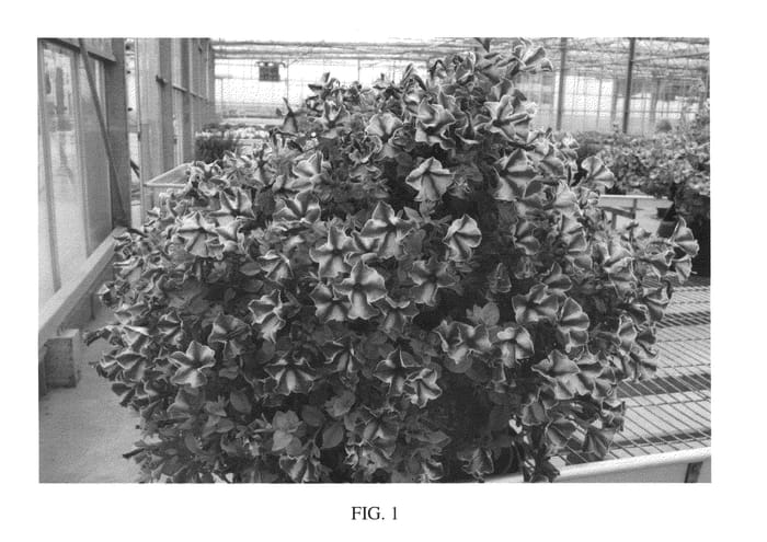 Figure 1 of US plant patent PP26887, the photograph of SAKPET095 printed in the patent.