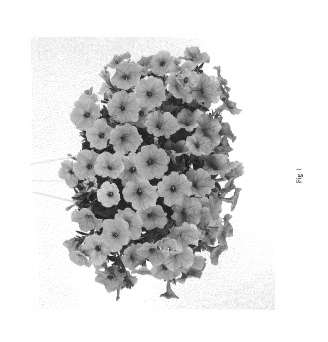 Figure 1 of US plant patent PP26888, the photograph of DCAS303 printed in the patent.