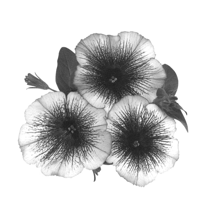 Figure 1 of US plant patent PP26889, the photograph of Dueswegi14 printed in the patent.