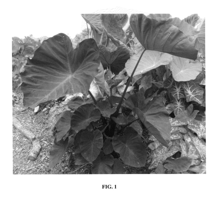 Figure 1 of US plant patent PP26890, the photograph of Dragon Heart printed in the patent.