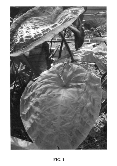 Figure 1 of US plant patent PP26891, the photograph of Victorious Gigante printed in the patent.