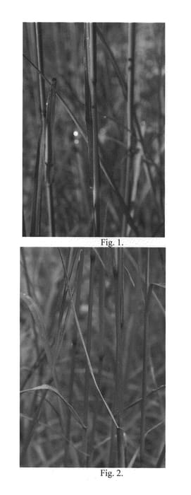 Figure 1 of US plant patent PP26892, the photograph of Dancing Wind printed in the patent.