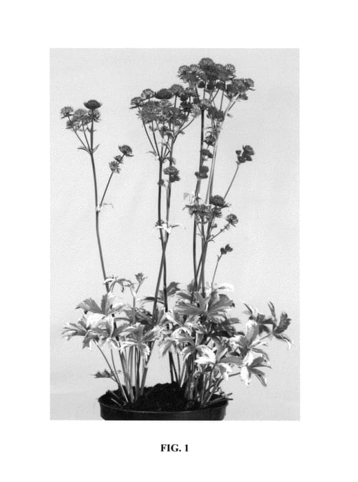 Figure 1 of US plant patent PP26893, the photograph of Star of Magic printed in the patent.