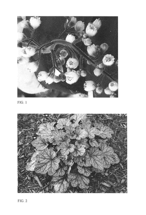 Figure 1 of US plant patent PP26894, the photograph of Grape Expectations printed in the patent.