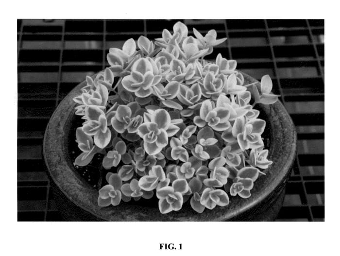 Figure 1 of US plant patent PP26895, the photograph of Lime Twister printed in the patent.