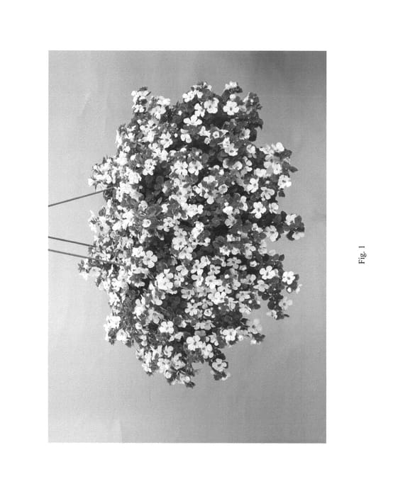 Figure 1 of US plant patent PP26896, the photograph of DANCOP103 printed in the patent.