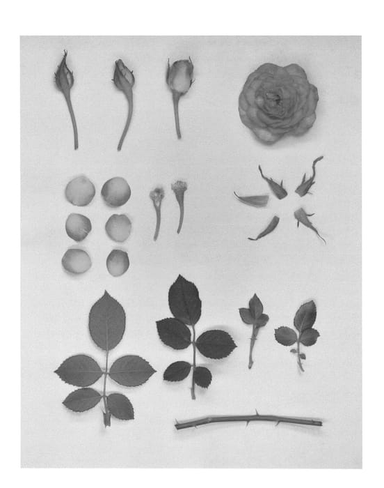 Figure 1 of US plant patent PP26897, the photograph of KORpot053 printed in the patent.