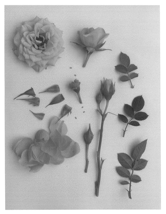 Figure 1 of US plant patent PP26898, the photograph of Poulpar083 printed in the patent.