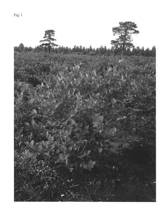 Figure 1 of US plant patent PP26899, the photograph of Pinnacle printed in the patent.