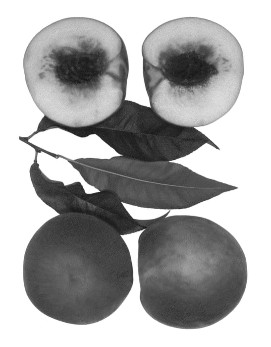 Figure 1 of US plant patent PP26900, the photograph of Snow Gypsy printed in the patent.