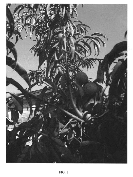 Figure 1 of US plant patent PP26901, the photograph of 2343 Jay Day printed in the patent.