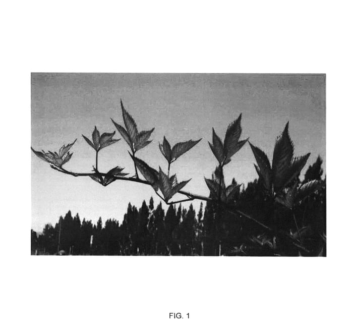 Figure 1 of US plant patent PP26902, the photograph of Emilia printed in the patent.