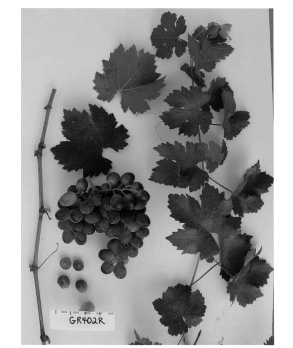 Figure 1 of US plant patent PP26903, the photograph of Sugrafortysix printed in the patent.