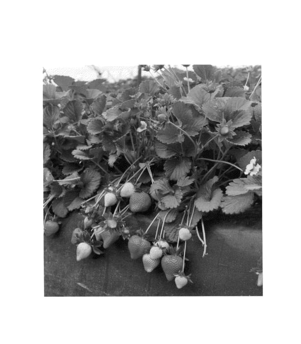 Figure 1 of US plant patent PP26904, the photograph of Calinda printed in the patent.