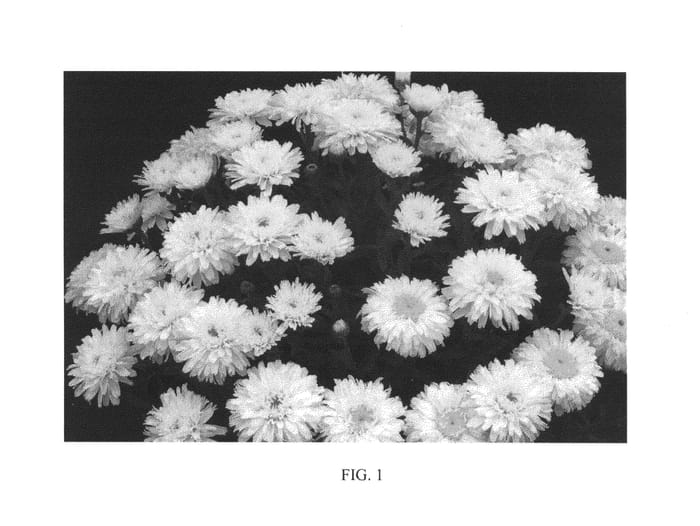 Figure 1 of US plant patent PP26905, the photograph of Macaroon printed in the patent.