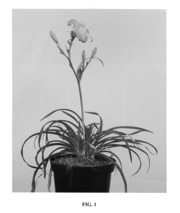 Figure 1 of US plant patent PP26906, the photograph of VER00204 printed in the patent.