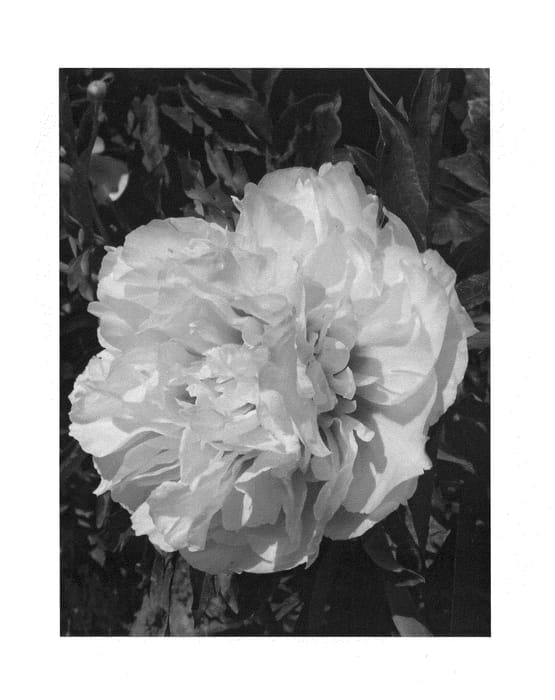 Figure 1 of US plant patent PP26907, the photograph of RTPIV790-01 printed in the patent.