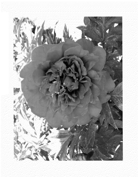 Figure 1 of US plant patent PP26908, the photograph of RTPIV789-06 printed in the patent.