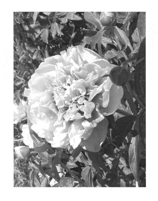 Figure 1 of US plant patent PP26909, the photograph of RTPIV791-38 printed in the patent.