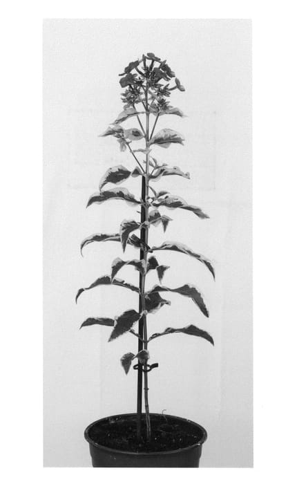 Figure 1 of US plant patent PP26910, the photograph of Goldmine Imp printed in the patent.