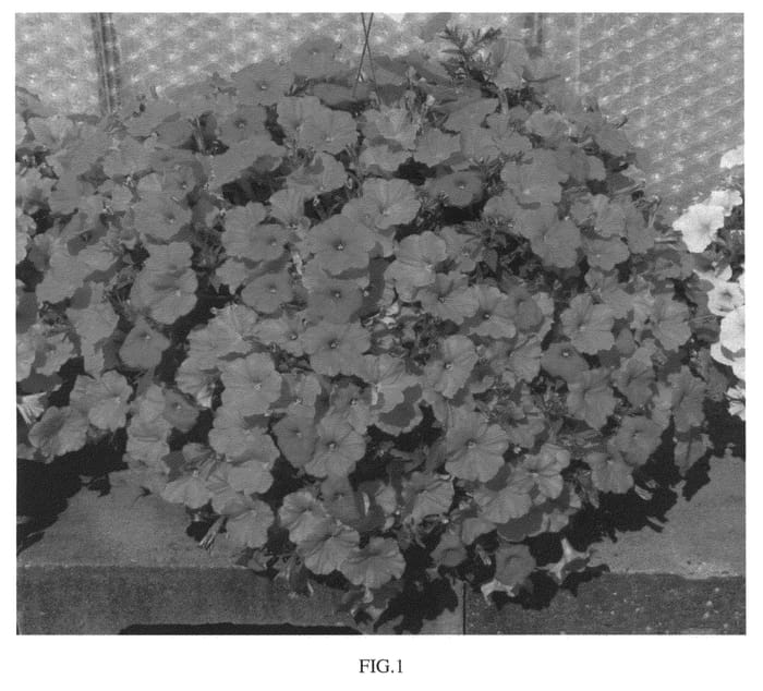 Figure 1 of US plant patent PP26911, the photograph of KLEPH13239 printed in the patent.