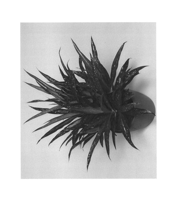 Figure 1 of US plant patent PP26912, the photograph of SUDRASAN01 printed in the patent.