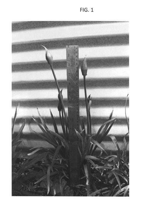 Figure 1 of US plant patent PP26913, the photograph of LMAggie1 printed in the patent.