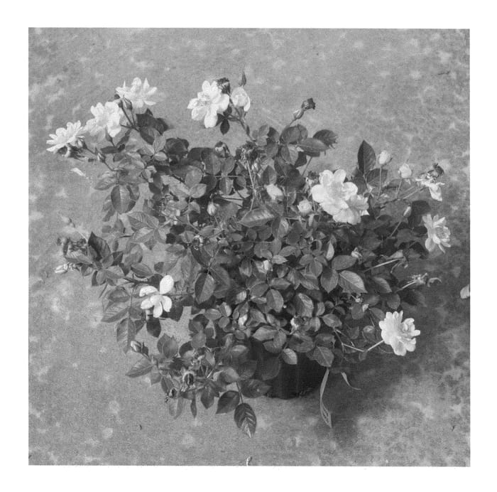 Figure 1 of US plant patent PP26914, the photograph of Chewhocan printed in the patent.