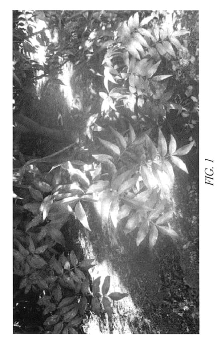 Figure 1 of US plant patent PP26915, the photograph of Wonderful Pistachio Rootstock #2 printed in the patent.