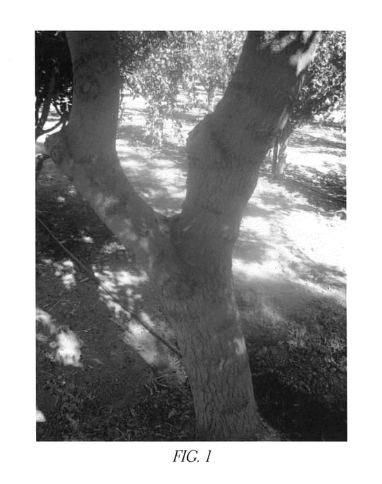 Figure 1 of US plant patent PP26916, the photograph of Wonderful Pistachio Rootstock #1 printed in the patent.