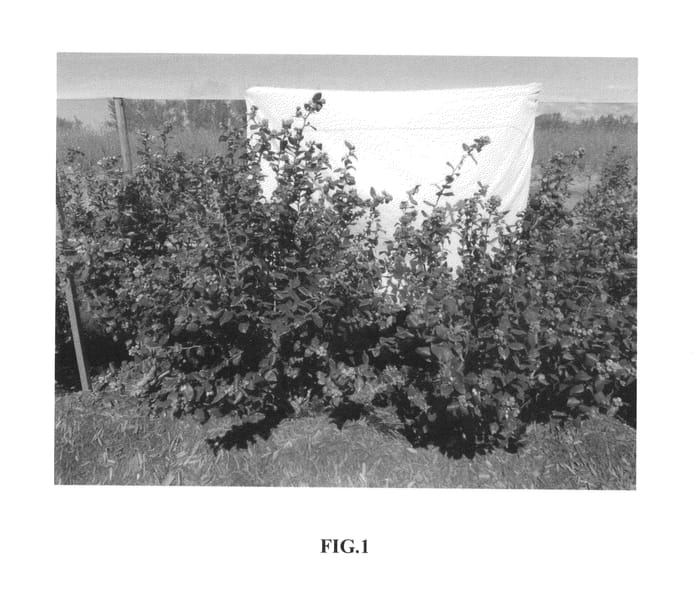 Figure 1 of US plant patent PP26917, the photograph of C03-158 printed in the patent.