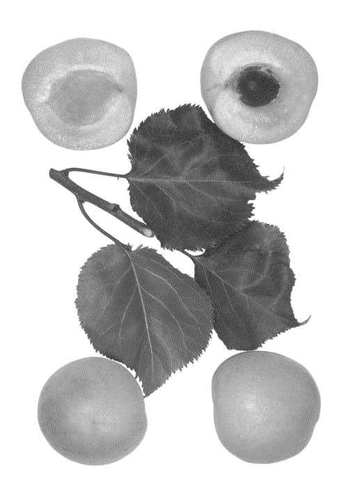 Figure 1 of US plant patent PP26918, the photograph of Malibu printed in the patent.