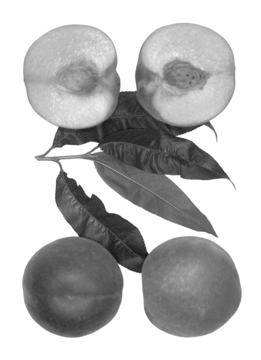 Figure 1 of US plant patent PP26919, the photograph of June Honey printed in the patent.
