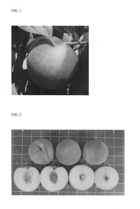 Figure 1 of US plant patent PP26920, the photograph of Souvenirs printed in the patent.