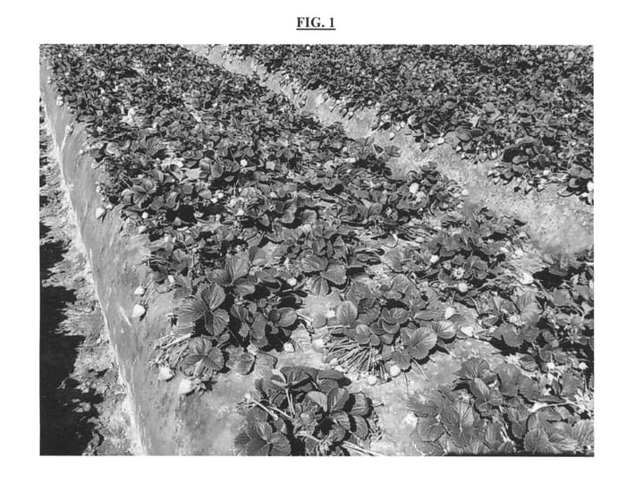 Figure 1 of US plant patent PP26921, the photograph of BG-4.352 printed in the patent.