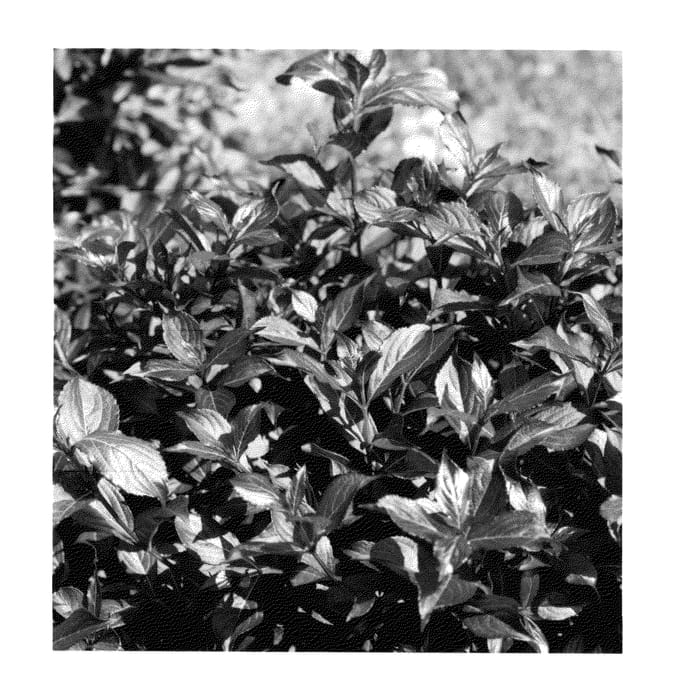 Figure 1 of US plant patent PP26922, the photograph of SMNWFMS printed in the patent.