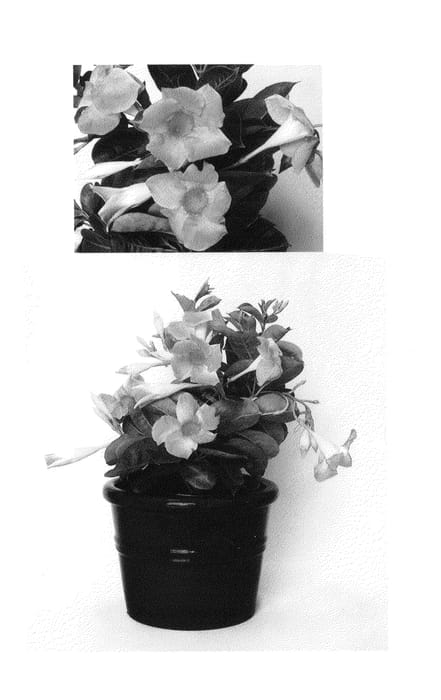 Figure 1 of US plant patent PP26923, the photograph of Dreamnuflor3512 printed in the patent.