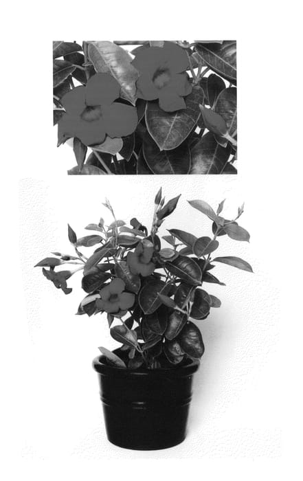 Figure 1 of US plant patent PP26924, the photograph of Dreamnuflor3513 printed in the patent.