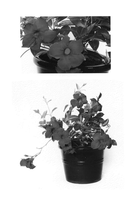 Figure 1 of US plant patent PP26925, the photograph of Dreamnuflor3110 printed in the patent.