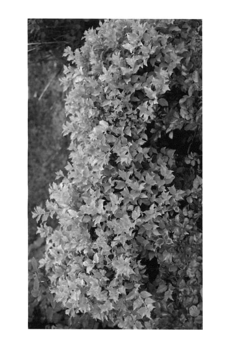 Figure 1 of US plant patent PP26926, the photograph of David Carroll printed in the patent.