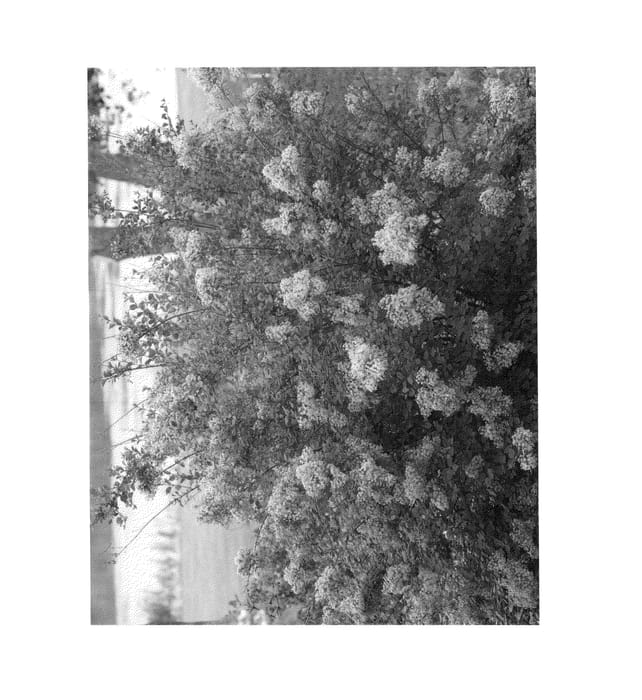Figure 1 of US plant patent PP26927, the photograph of SMNSYPRZ1 printed in the patent.