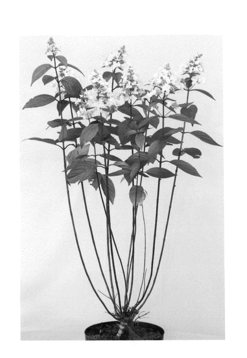 Figure 1 of US plant patent PP26928, the photograph of Kolmavesu printed in the patent.