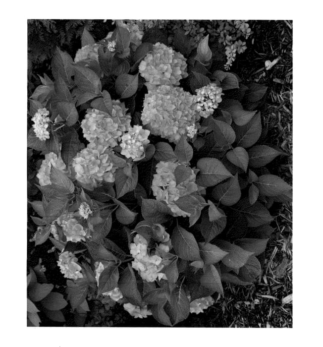 Figure 1 of US plant patent PP26929, the photograph of SMNHMSIGMA printed in the patent.