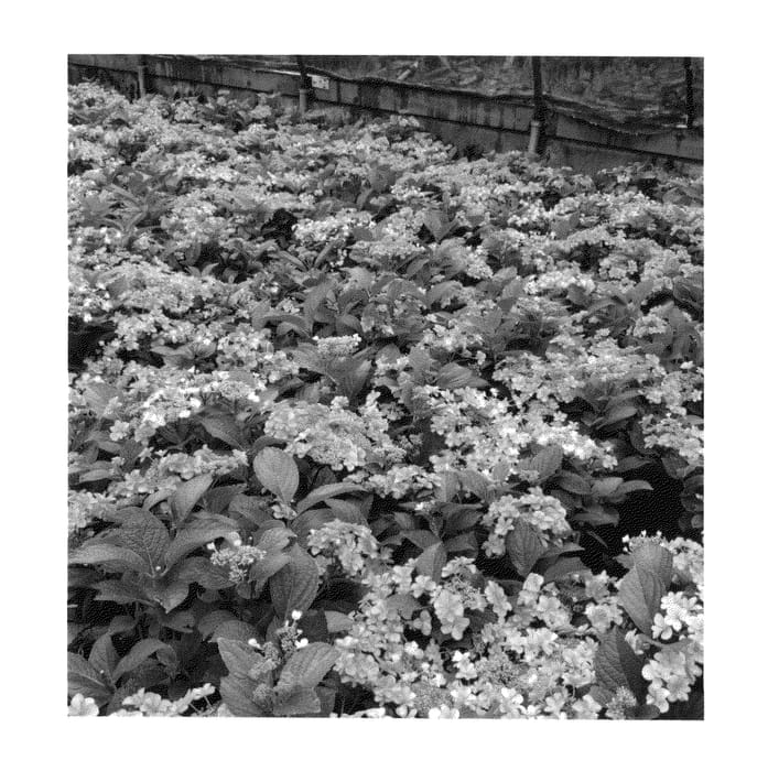 Figure 1 of US plant patent PP26930, the photograph of SMNHMDD1 printed in the patent.