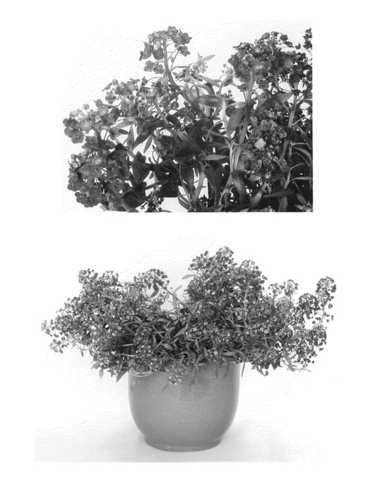 Figure 1 of US plant patent PP26931, the photograph of Inlobu1007 printed in the patent.