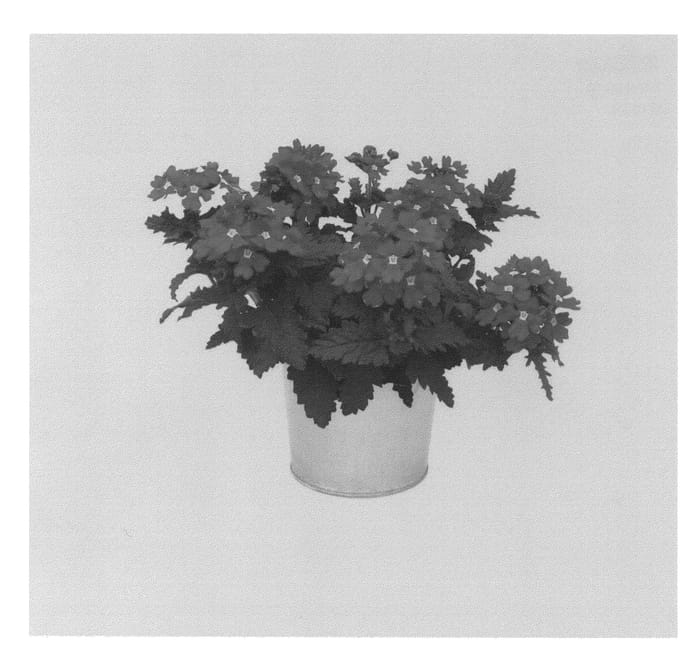 Figure 1 of US plant patent PP26932, the photograph of KLEVP14490 printed in the patent.